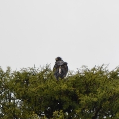 Geranoaetus albicaudatus