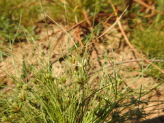 Fimbristylis vahlii