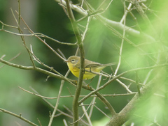 Setophaga discolor