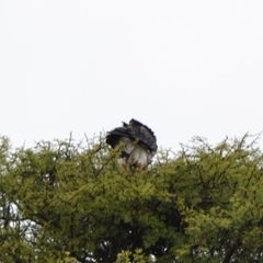 Geranoaetus albicaudatus