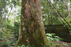 Artocarpus hirsutus