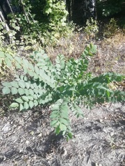 Ulmus glabra