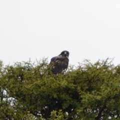 Geranoaetus albicaudatus