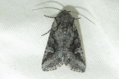 Lacinipolia rodora
