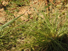 Fimbristylis vahlii