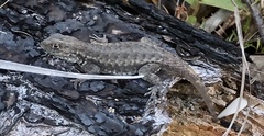 Tropidurus