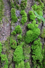 Tortula muralis