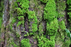 Tortula muralis