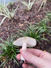 Russula cerolens