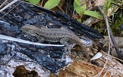 Tropidurus