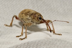 Curculio elephas