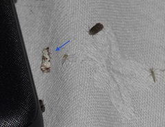 Neocochylis hybridella