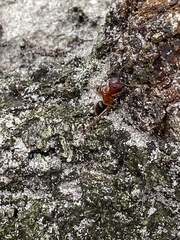 Camponotus floridanus