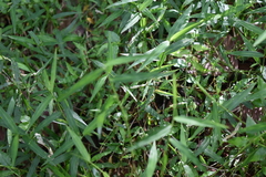 Oplismenus hirtellus