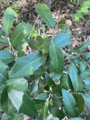 Quercus fusiformis