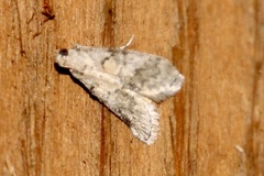 Pococera asperatella