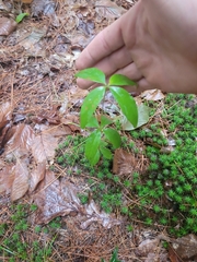 Lysimachia quadrifolia