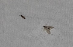 Acentria ephemerella