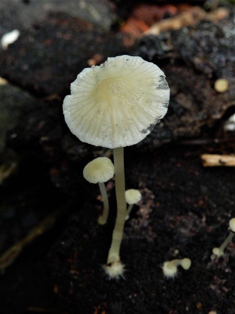rancid bonnet