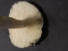 Russula cerolens