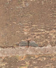 Eupithecia absinthiata