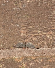 Eupithecia absinthiata