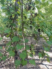 Vitis palmata