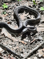 Pantherophis spiloides