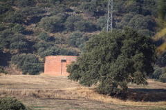 Quercus rotundifolia