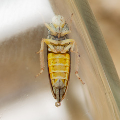 Graphocephala hieroglyphica