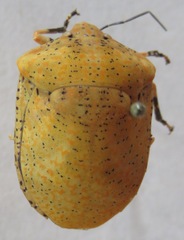 Scutelleridae