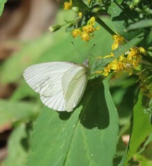 Pieris oleracea