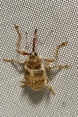 Curculio elephas