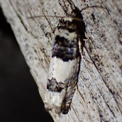 Epinotia thapsiana