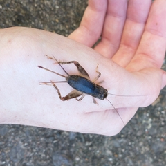 Velarifictorus micado