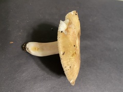 Russula cerolens