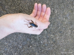 Velarifictorus micado