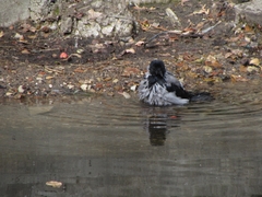Corvus cornix