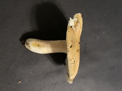 Russula cerolens