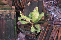 Anacardium occidentale
