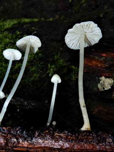 Phloeomana minutula image