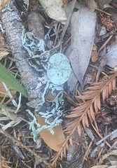 Hypogymnia imshaugii