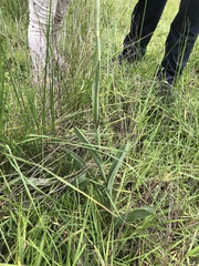 Dichromanthus cinnabarinus