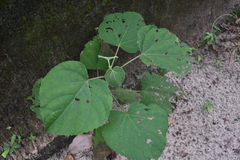 Clerodendrum infortunatum