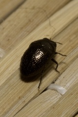 Trachys scrobiculatus