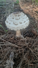Chlorophyllum olivieri