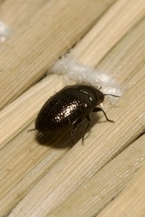 Trachys scrobiculatus