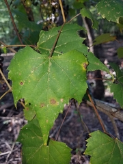 Vitis palmata