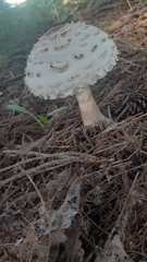 Chlorophyllum olivieri