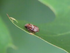 Clastoptera obtusa